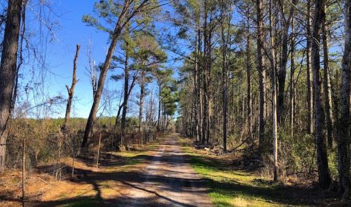 Photo of UNDER CONTRACT!  352 Acres of Timber and Recreational Land For Sale in Pamlico County NC!