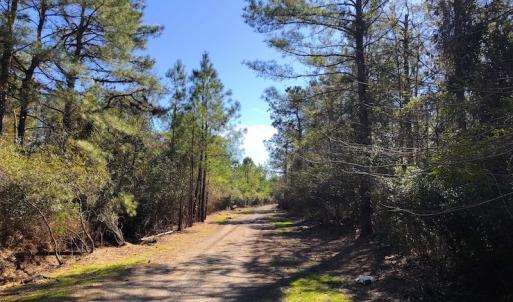 Photo of UNDER CONTRACT!  352 Acres of Timber and Recreational Land For Sale in Pamlico County NC!