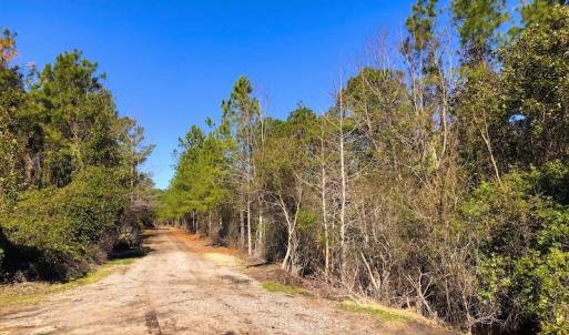 Photo of UNDER CONTRACT!  352 Acres of Timber and Recreational Land For Sale in Pamlico County NC!