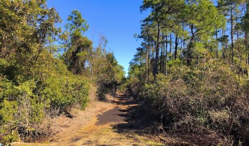 Photo of UNDER CONTRACT!  352 Acres of Timber and Recreational Land For Sale in Pamlico County NC!