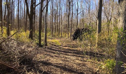 Photo of UNDER CONTRACT!  352 Acres of Timber and Recreational Land For Sale in Pamlico County NC!