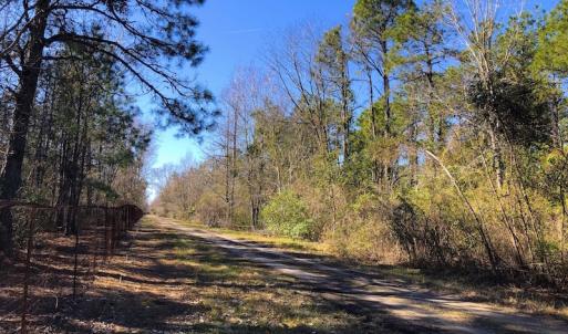 Photo of UNDER CONTRACT!  352 Acres of Timber and Recreational Land For Sale in Pamlico County NC!