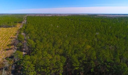 Photo of UNDER CONTRACT!  352 Acres of Timber and Recreational Land For Sale in Pamlico County NC!