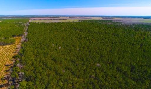 Photo of UNDER CONTRACT!  352 Acres of Timber and Recreational Land For Sale in Pamlico County NC!