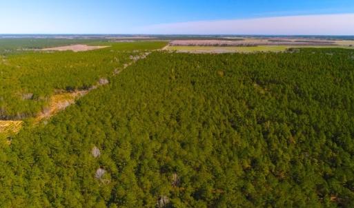 Photo of UNDER CONTRACT!  352 Acres of Timber and Recreational Land For Sale in Pamlico County NC!