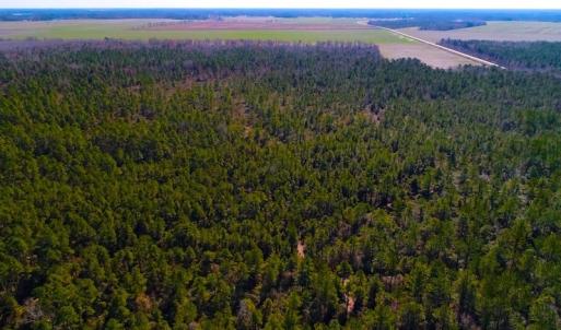 Photo of UNDER CONTRACT!  352 Acres of Timber and Recreational Land For Sale in Pamlico County NC!
