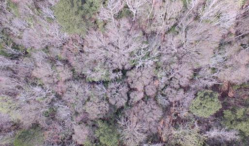 Photo of UNDER CONTRACT!  24 Acres of Farm and Timber Land For Sale in Isle of Wight County VA!