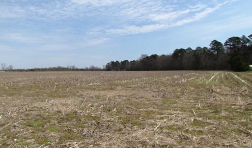 Photo of UNDER CONTRACT!  24 Acres of Farm and Timber Land For Sale in Isle of Wight County VA!