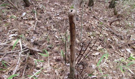 Photo of UNDER CONTRACT!  24 Acres of Farm and Timber Land For Sale in Isle of Wight County VA!