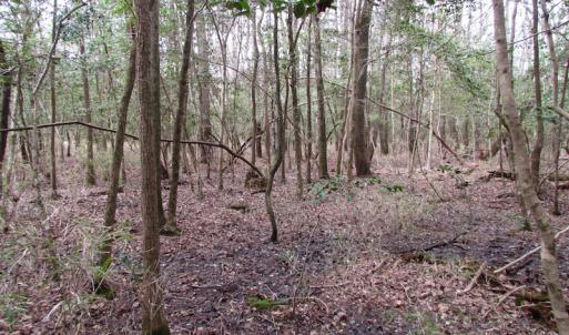 Photo of UNDER CONTRACT!  24 Acres of Farm and Timber Land For Sale in Isle of Wight County VA!