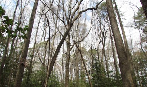 Photo of UNDER CONTRACT!  24 Acres of Farm and Timber Land For Sale in Isle of Wight County VA!