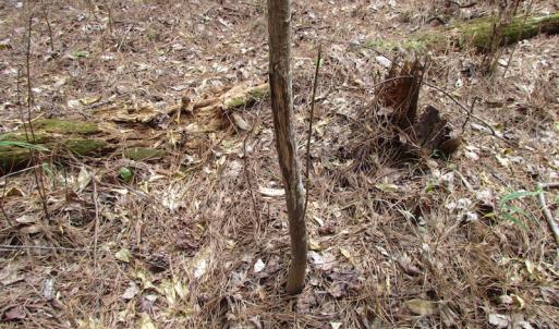 Photo of UNDER CONTRACT!  24 Acres of Farm and Timber Land For Sale in Isle of Wight County VA!