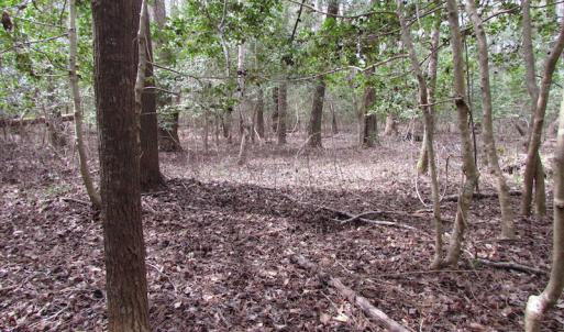 Photo of UNDER CONTRACT!  24 Acres of Farm and Timber Land For Sale in Isle of Wight County VA!