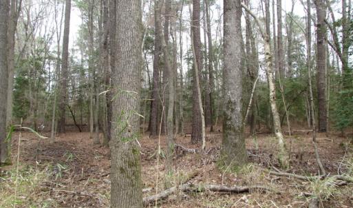 Photo of UNDER CONTRACT!  24 Acres of Farm and Timber Land For Sale in Isle of Wight County VA!