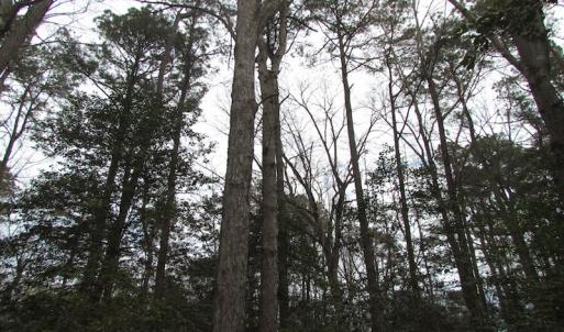 Photo of UNDER CONTRACT!  24 Acres of Farm and Timber Land For Sale in Isle of Wight County VA!