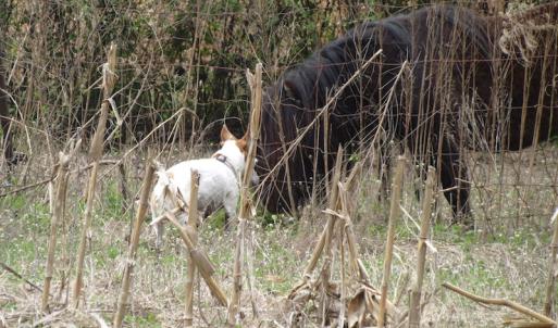 Photo of UNDER CONTRACT!  24 Acres of Farm and Timber Land For Sale in Isle of Wight County VA!