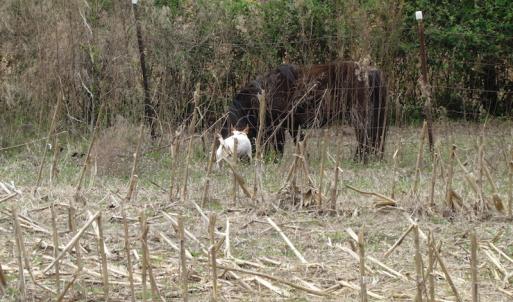 Photo of UNDER CONTRACT!  24 Acres of Farm and Timber Land For Sale in Isle of Wight County VA!