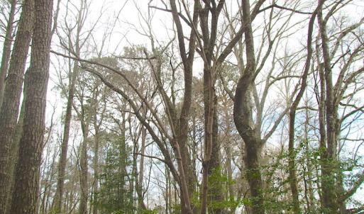 Photo of UNDER CONTRACT!  24 Acres of Farm and Timber Land For Sale in Isle of Wight County VA!