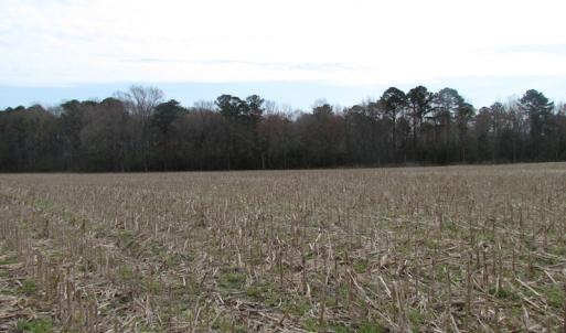 Photo of UNDER CONTRACT!  24 Acres of Farm and Timber Land For Sale in Isle of Wight County VA!