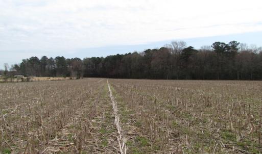 Photo of UNDER CONTRACT!  24 Acres of Farm and Timber Land For Sale in Isle of Wight County VA!