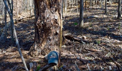 Photo of REDUCED!  5.4 Acres of Waterfront Recreational Land For Sale in Bedford County VA!