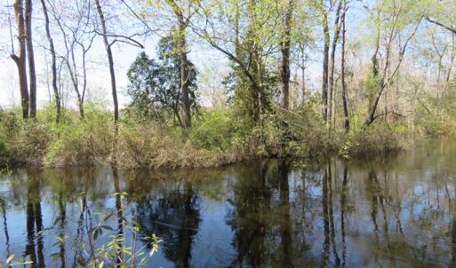 Photo of SOLD!!  77 Acres of Hunting Land For Sale in Scotland County NC!