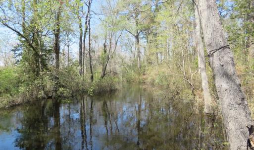 Photo of SOLD!!  77 Acres of Hunting Land For Sale in Scotland County NC!