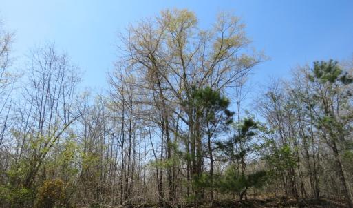 Photo of SOLD!!  77 Acres of Hunting Land For Sale in Scotland County NC!