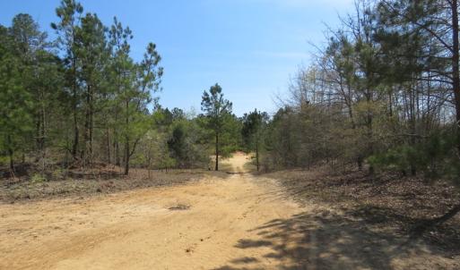 Photo of SOLD!!  77 Acres of Hunting Land For Sale in Scotland County NC!