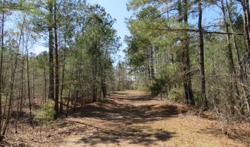 Photo of SOLD!!  77 Acres of Hunting Land For Sale in Scotland County NC!