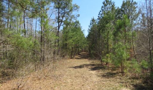 Photo of SOLD!!  77 Acres of Hunting Land For Sale in Scotland County NC!