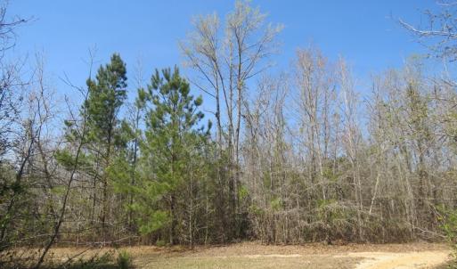 Photo of SOLD!!  77 Acres of Hunting Land For Sale in Scotland County NC!