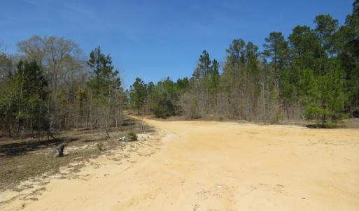 Photo of SOLD!!  77 Acres of Hunting Land For Sale in Scotland County NC!