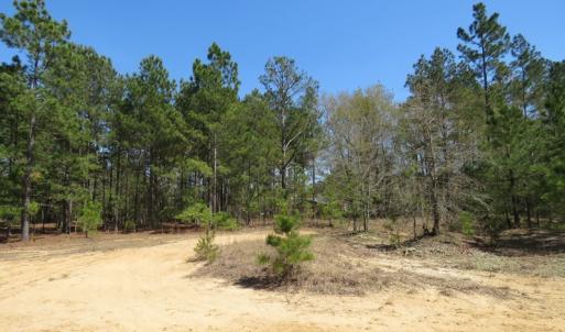 Photo of SOLD!!  77 Acres of Hunting Land For Sale in Scotland County NC!