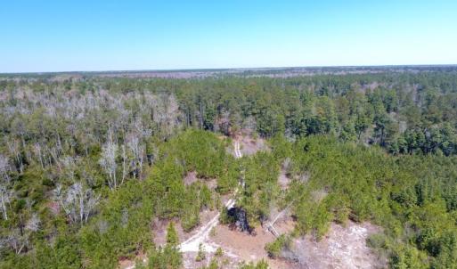 Photo of UNDER CONTRACT!  30 Acres of Hunting and Timberland For Sale in Bladen County NC!