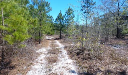 Photo of UNDER CONTRACT!  30 Acres of Hunting and Timberland For Sale in Bladen County NC!