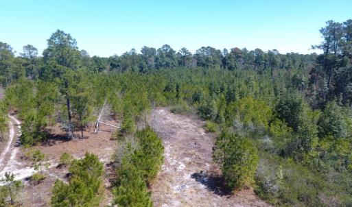 Photo of UNDER CONTRACT!  30 Acres of Hunting and Timberland For Sale in Bladen County NC!