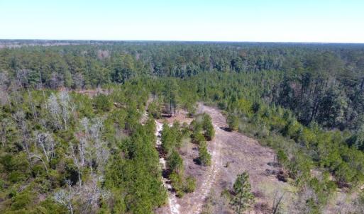 Photo of UNDER CONTRACT!  30 Acres of Hunting and Timberland For Sale in Bladen County NC!