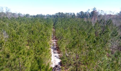 Photo of UNDER CONTRACT!  30 Acres of Hunting and Timberland For Sale in Bladen County NC!