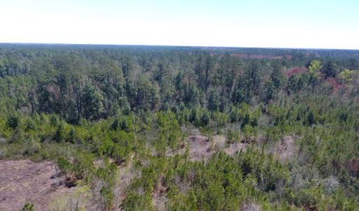 Photo of UNDER CONTRACT!  30 Acres of Hunting and Timberland For Sale in Bladen County NC!