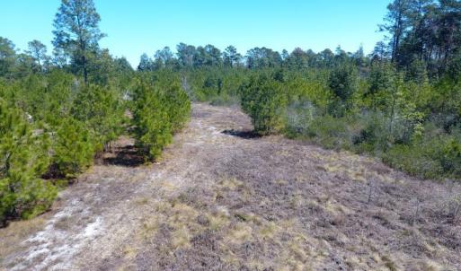 Photo of UNDER CONTRACT!  30 Acres of Hunting and Timberland For Sale in Bladen County NC!