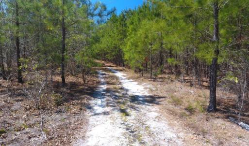 Photo of UNDER CONTRACT!  30 Acres of Hunting and Timberland For Sale in Bladen County NC!