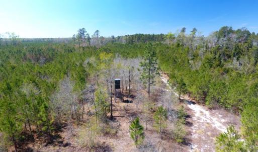 Photo of UNDER CONTRACT!  30 Acres of Hunting and Timberland For Sale in Bladen County NC!