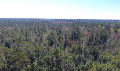 Photo of UNDER CONTRACT!  30 Acres of Hunting and Timberland For Sale in Bladen County NC!