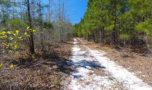 Photo of UNDER CONTRACT!  30 Acres of Hunting and Timberland For Sale in Bladen County NC!