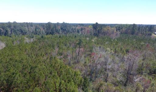 Photo of UNDER CONTRACT!  30 Acres of Hunting and Timberland For Sale in Bladen County NC!