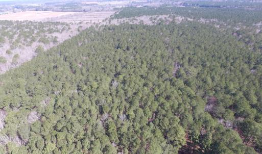 Photo of UNDER CONTRACT!  42 Acres of Hunting and Timber Land For Sale in Accomack County VA!