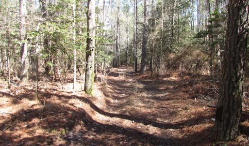 Photo of UNDER CONTRACT!  42 Acres of Hunting and Timber Land For Sale in Accomack County VA!