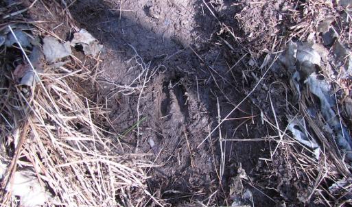 Photo of UNDER CONTRACT!  42 Acres of Hunting and Timber Land For Sale in Accomack County VA!