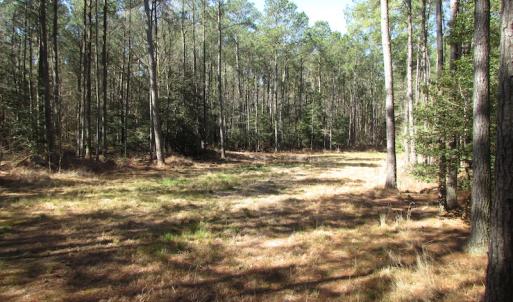 Photo of UNDER CONTRACT!  42 Acres of Hunting and Timber Land For Sale in Accomack County VA!